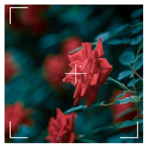 宠 - Single