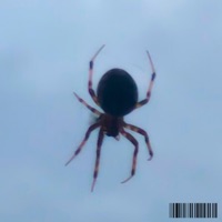 Isolate - Single - Kollin