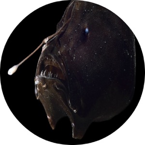 Ruptures - Single
