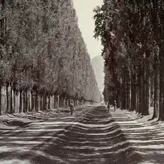 Ouve Pappelallee, vê vídeos de música, lê a biografia, vê as datas da digressão e muito mais!