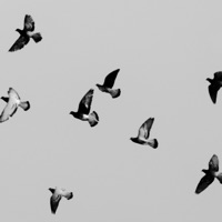 Rain - Single - Chuck Strangers