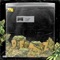 Petz (feat. CVMO) - PLXGO lyrics