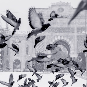 Bird Sounds For Relaxing Sleep