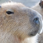 Сто-Личный Она-Нас - Капибара (Capybara)
