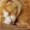 Anti-Anxiety for Kittens - RelaxMyCat, Cat Music Dreams & Cat Music Therapy lyrics