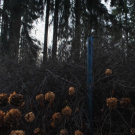 Frag (Rework) Braydo