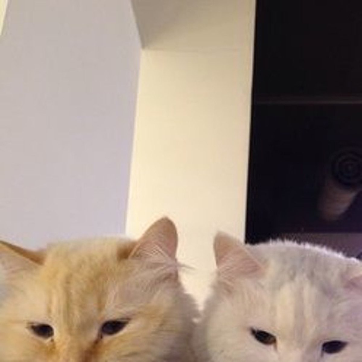 Парные обои с мем котами Pin by Catdog Jewelry Cute cat & do on CatDog Dog cover photo, Dog cover, Dog