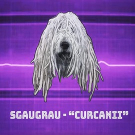 Curcanii Sgaugrau