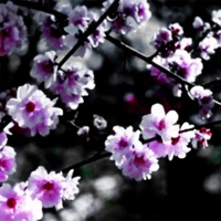 The Waterfalls - Single - Michael Michaelson