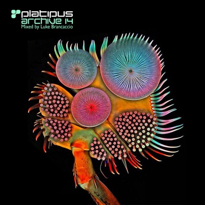 Platipus - Archive 14