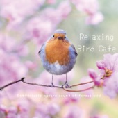 Relaxing Bird Cafe - Comfortable Nature Sound of Forest Bird artwork
