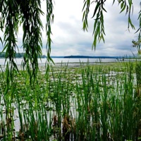 I Don't Miss You at All - Single - Alexandre Molodkov