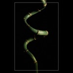 The Innate Ability to Heal - EP