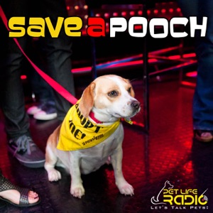 Save A Pooch - Episode 39 How To Deal With Losing A Rescue Dog As A Volunteer