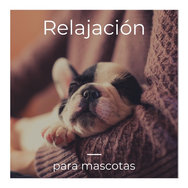 Relajación para Mascotas - La Música Tranquila que Tus Animales Estaban Esperando