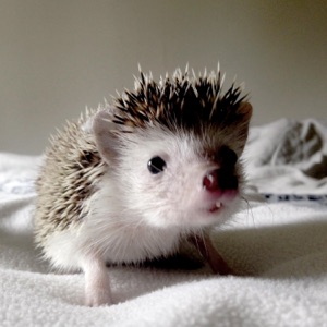Hedgehog Teeth (feat. None Like Joshua) - Single