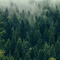 Forest - Single - Nomis & Propaganda