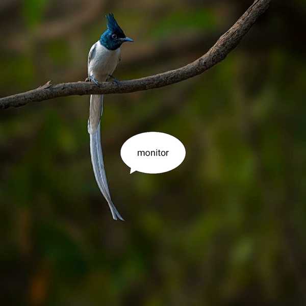 monitor