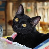 Ingravidez - Single - Mortimer Drunk & Skillz Flav