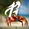 Crab Rave artwork