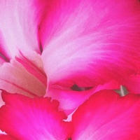 Loco (feat. ATM FLAVOR) - Single - K25