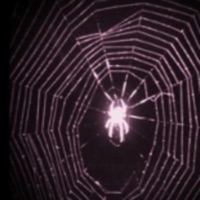 Metamorphosis - Single - Madi Marie