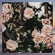 I ll Never Let You Go feat Dhan Single