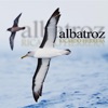 Albatroz