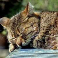 Long Day - Single - Gluttony