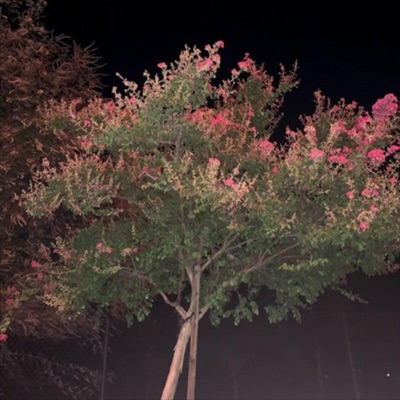 Memories - Single