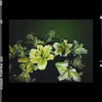 Everything Beautiful Is Far Away - EP - Kwaku Bota