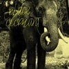 Black Elephant - Single