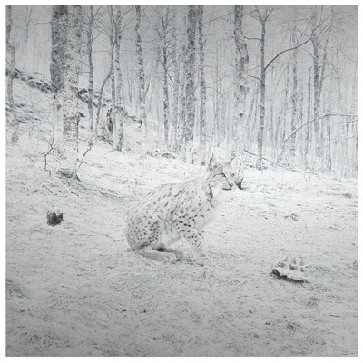 Lynx