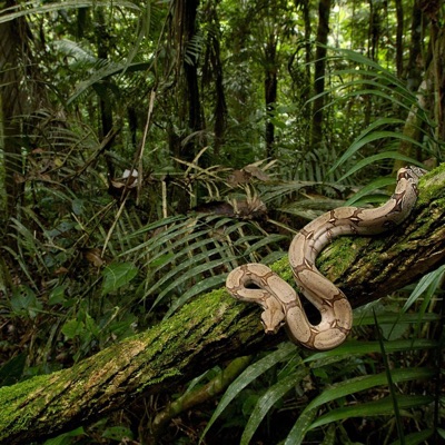 Problems N the Jungle - EP