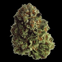 Ando High (feat. Kin Maya) - Single - RvLL