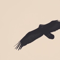 Let It Fly - Single - Randolph