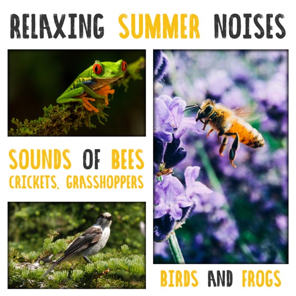 Relaxing Summer Noises: Sounds of Bees, Crickets, Grasshoppers, Birds and Frogs