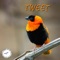 Tweet - SteP lyrics