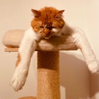 No Matter What - Single - MØLE