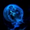 Jellyfish - Colin Royce lyrics