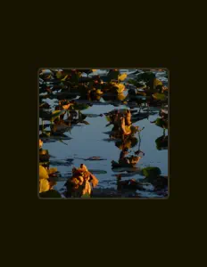 Posłuchaj wykonawcy a raving pianatic, obejrzyj teledyski, przeczytaj biografię, zobacz daty tras koncertowych i nie tylko!