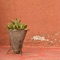 Plantas - Nata Rottmann & Almohadas Vienen lyrics