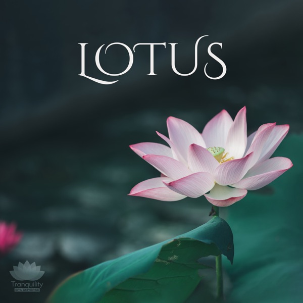 LOTUS: Best Contemplative Position for Meditation & Yoga