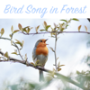 Bird Song in Forest Sequence 18 - Bird and Nature Sounds