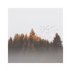 Birds - Single