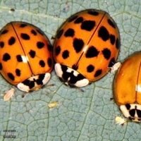 Long Gone Doubts - Single - Rod$ta