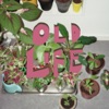 Old Life - Single