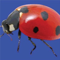 Sweet - Single - wonder