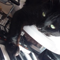 Nine Lives - Single - Joey Violin the Third Scar