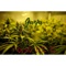 Ganja - Young Dee lyrics
